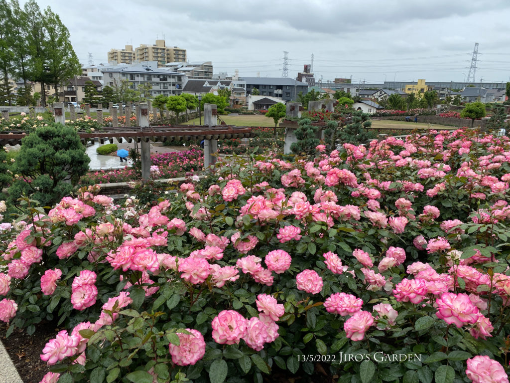 白〜ピンクの「ほのか」が群生する様子をやや上から広角で。画面 下半分はバラの花々、中央に少し向こうの藤棚、遠くにバラ園外周のマンション群なども見える。