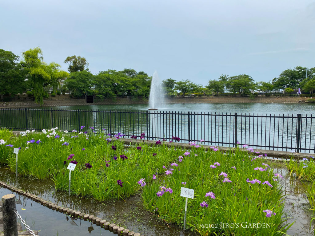 池の辺の花菖蒲と噴水