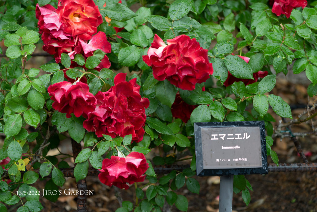 「エマニエル」と書かれたネームプレートのそばで咲く真っ赤でフリフリの花びらのバラ、8輪ほど。生き生きとした緑の葉っぱとのコントラスト。