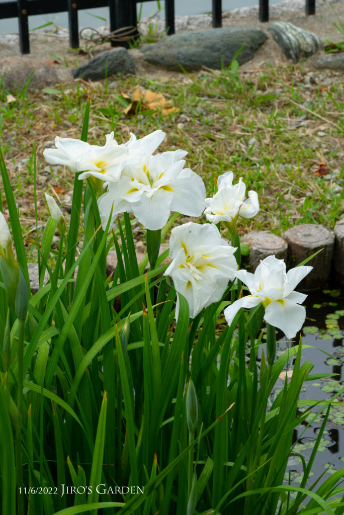 花菖蒲、大きな白い花びらの黄色の筋がアクセント