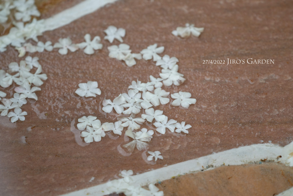 乱形石の上に落ちたスノー・ボールの白い小さな花びら。5枚羽がかわいい姿。無数に散らばり雨に濡れる様子。