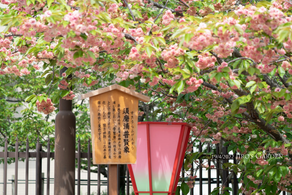 「須磨浦普賢象(すまうらふげんぞう)」の立て札と濃いピンクの中心に薄いピンクのフリンジになった花びらの八重桜。