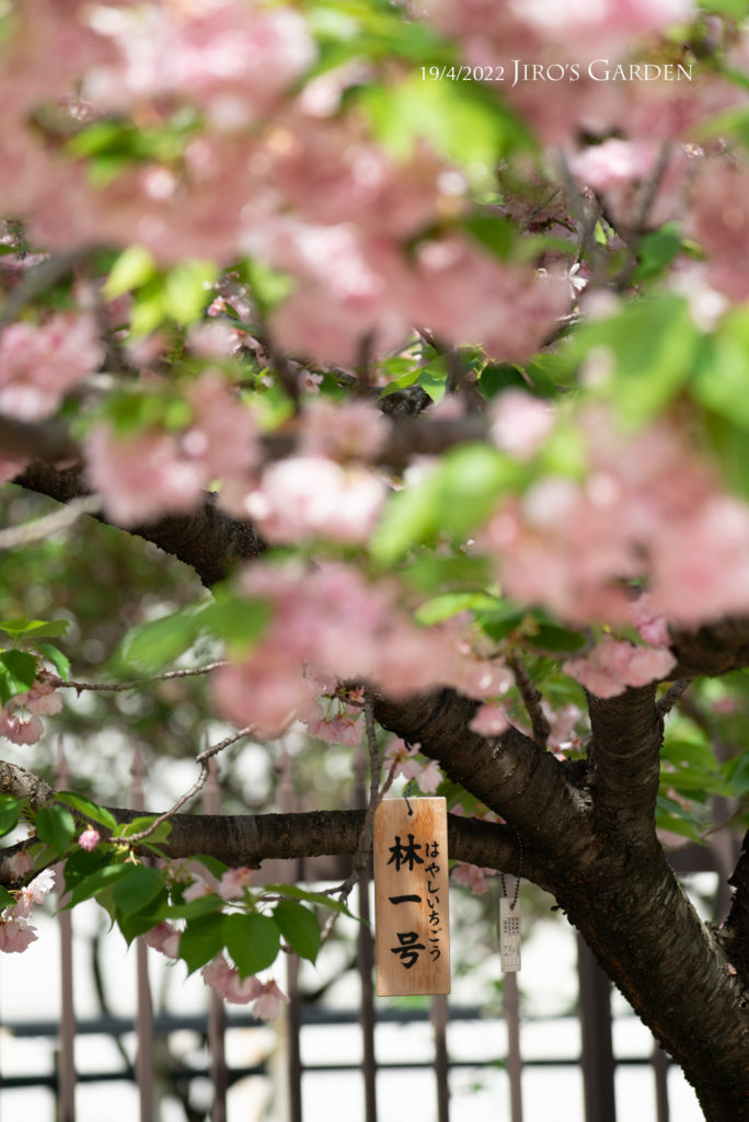 「林一号(はやしいちごう)」の名札が下がるピンクの八重桜。