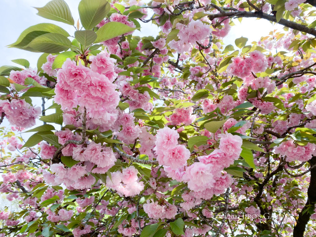 濃いめのピンクの八重桜、広角で寄って撮る。