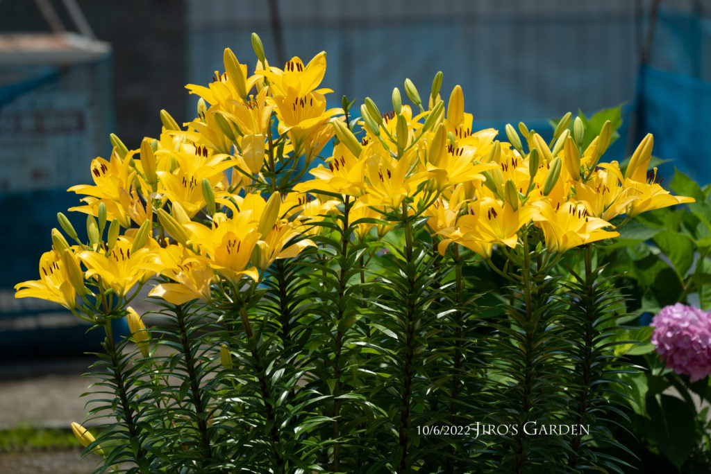 花壇に植えられた黄色のユリをアップで