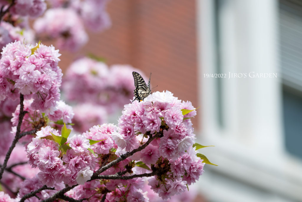 濃いピンク色の八重桜にとまるアゲハチョウ。羽は半開き。