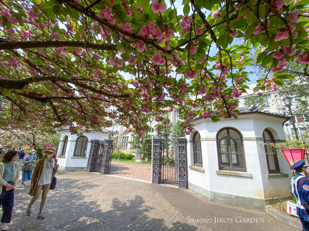 開かれた門の両脇に、さきほどの詰め所がある様子。覆いかぶさるように八重桜が咲く。楽しそうに道行く人々。