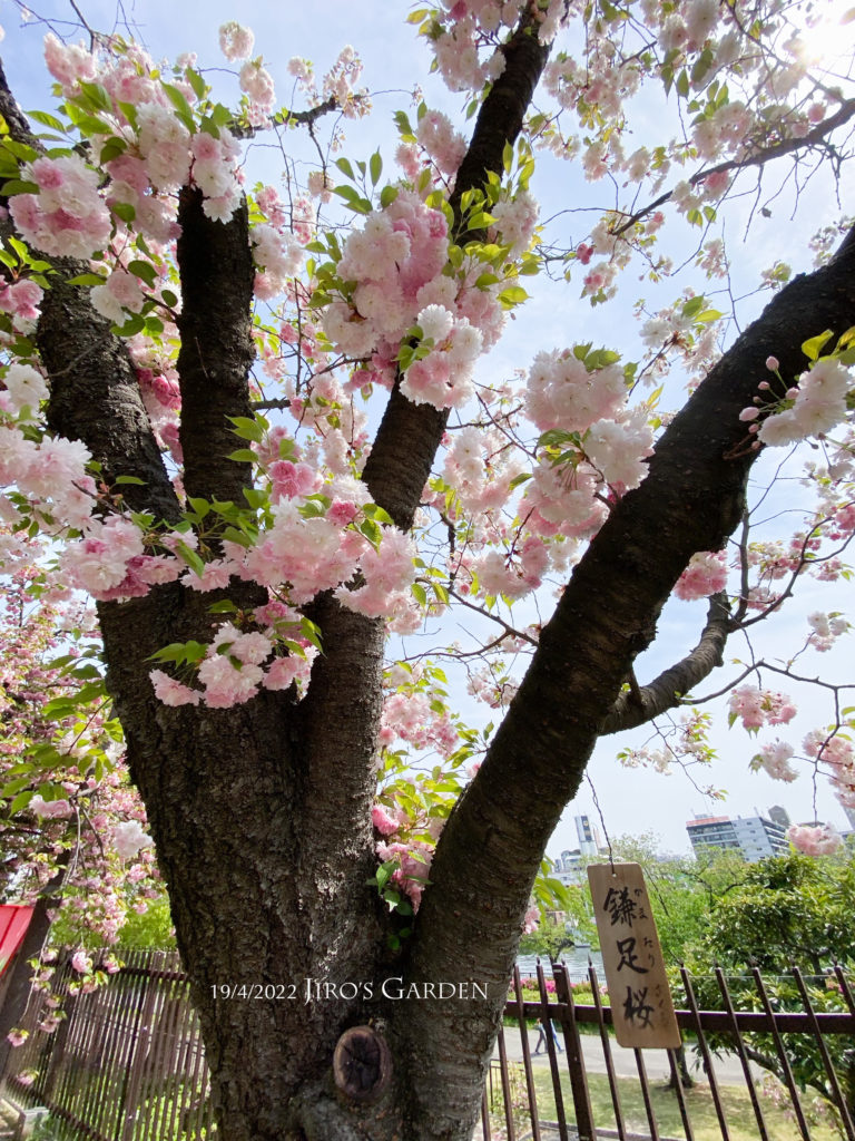 「鎌足桜(かまたりざくら)」の札が下がる、白〜薄いピンクの八重桜がぶら下がるように咲いている。