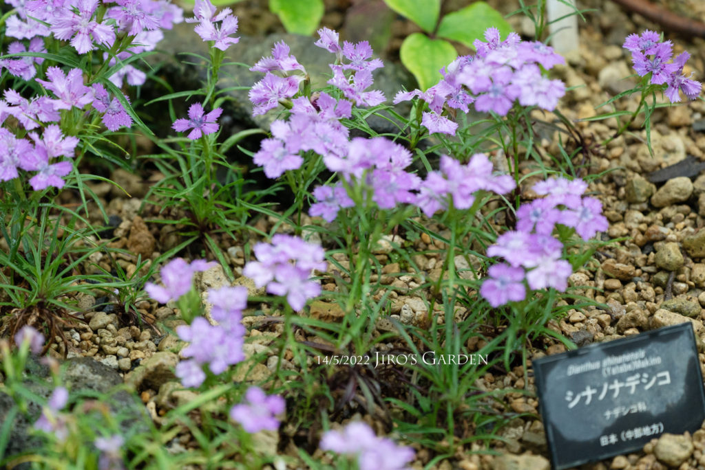 「シナノナデシコ」かわいい薄紫の花