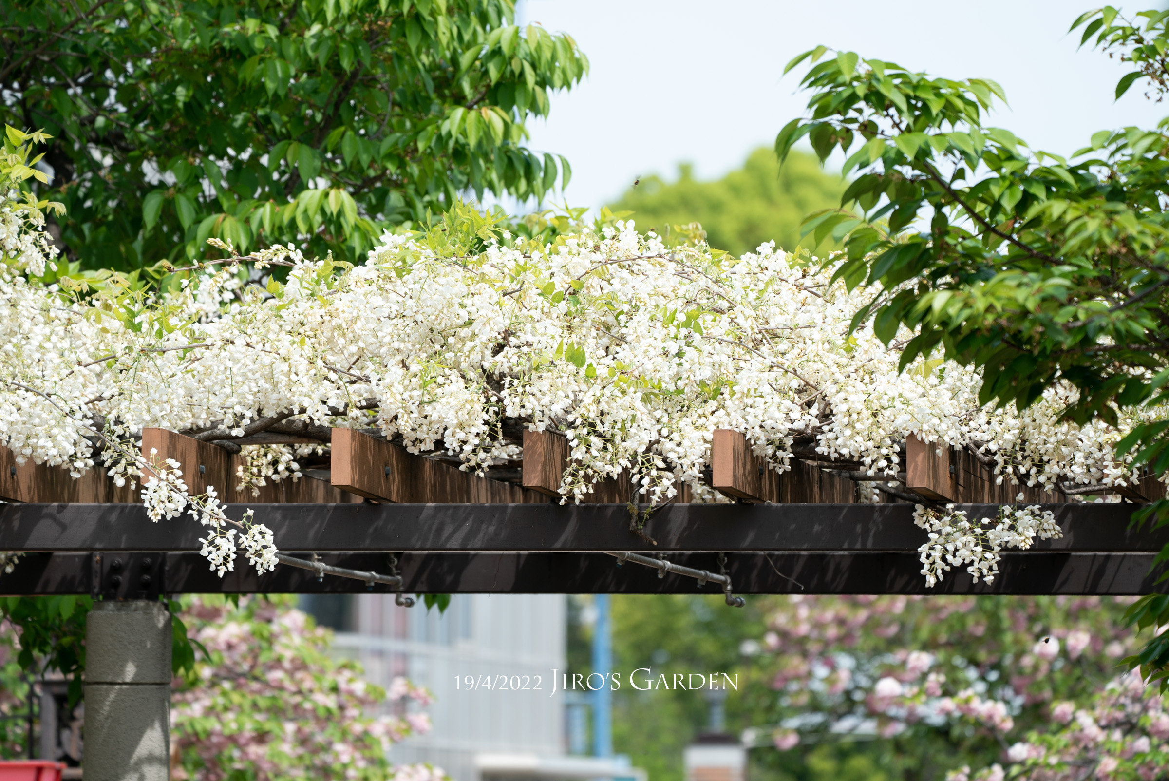 藤棚に咲く真っ白の藤。満開の様子。