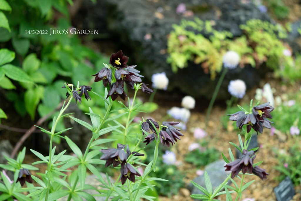 小さなユリ、真っ黒の花
