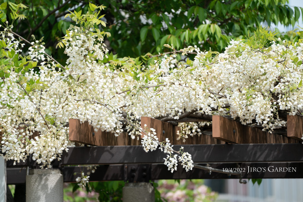 藤棚に咲く真っ白の藤。満開の様子。