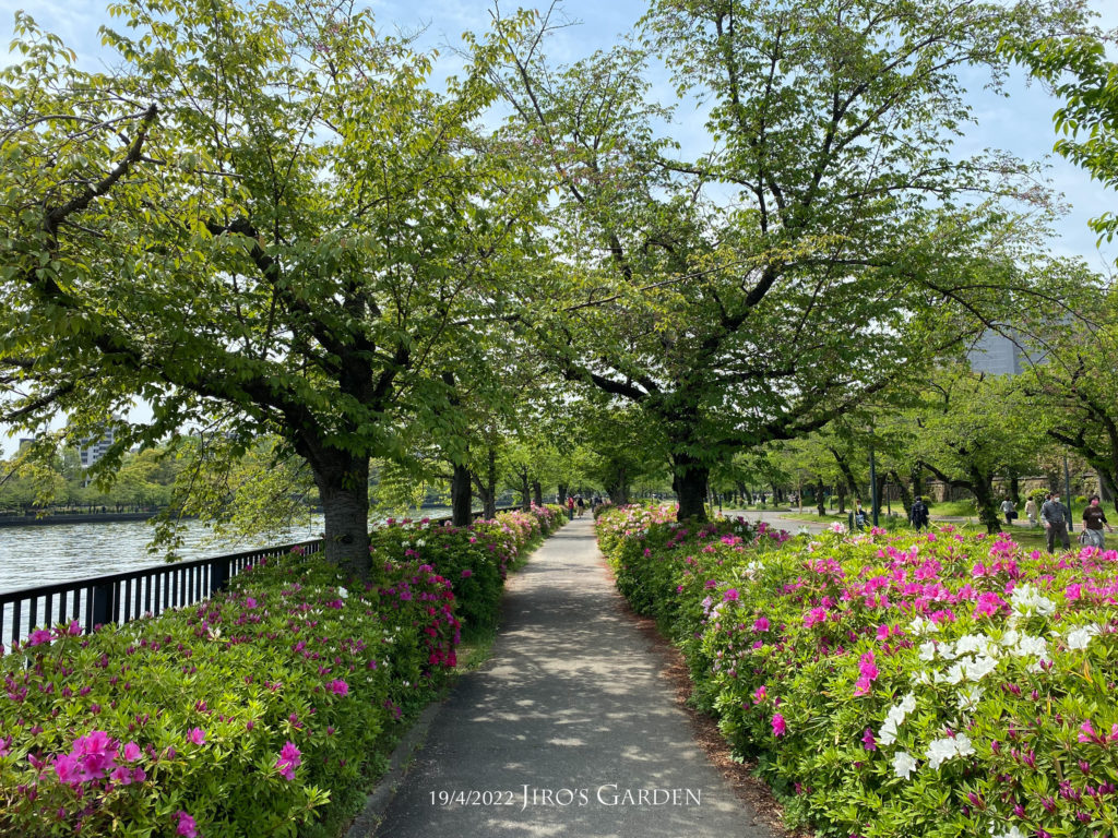 川沿いをずっと続くつつじに囲まれた歩道。桜の樹も連なって植えられている。
