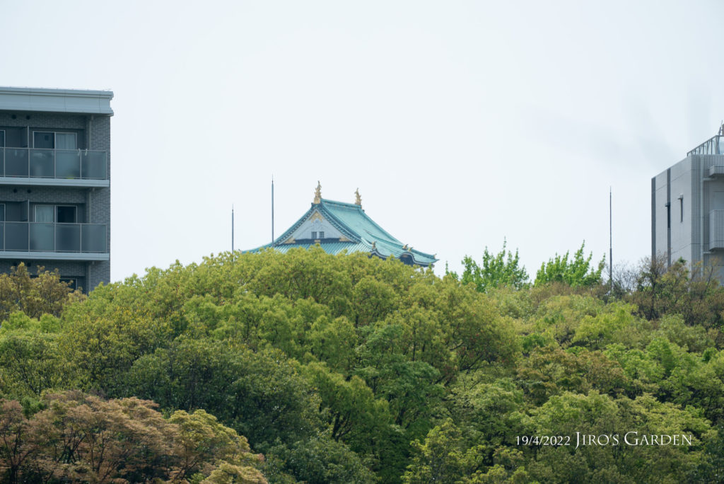 こんもりとした木々の上にぴょこっと飛び出る大坂城天守閣の緑色の屋根。周囲に避雷針が3本突き出ている。