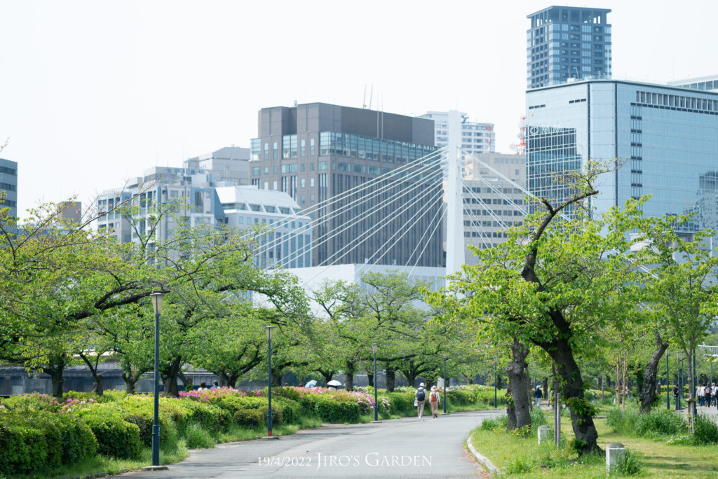 緑に囲まれた歩道、後ろに川崎橋のアーチ、そしてOMMなどのビル群。