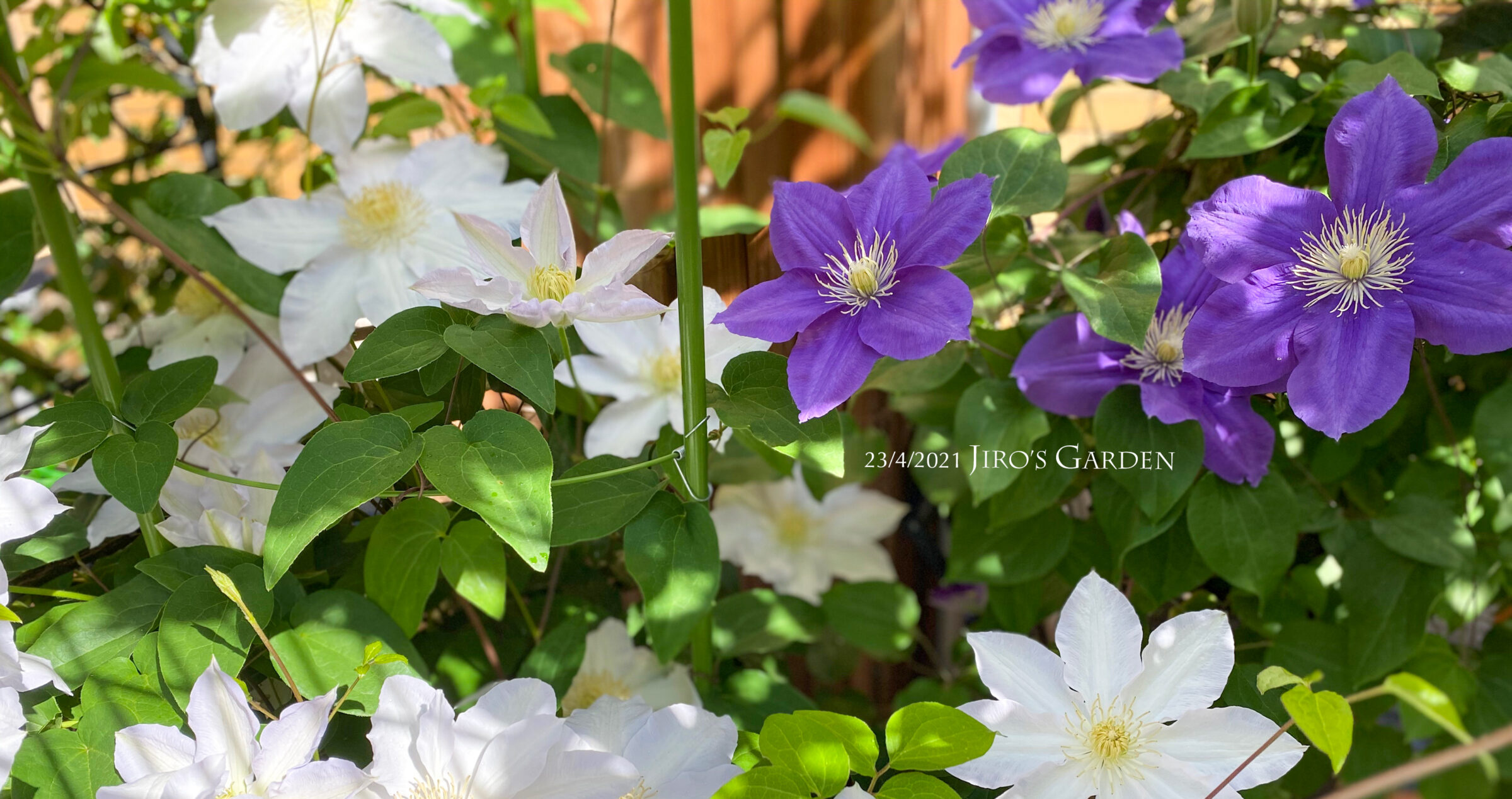 満開のクレマチス「早池峰」&「マリス・ステラ」-2021年4月のじろ庭から-〔大阪府/池田市/ガーデニング〕