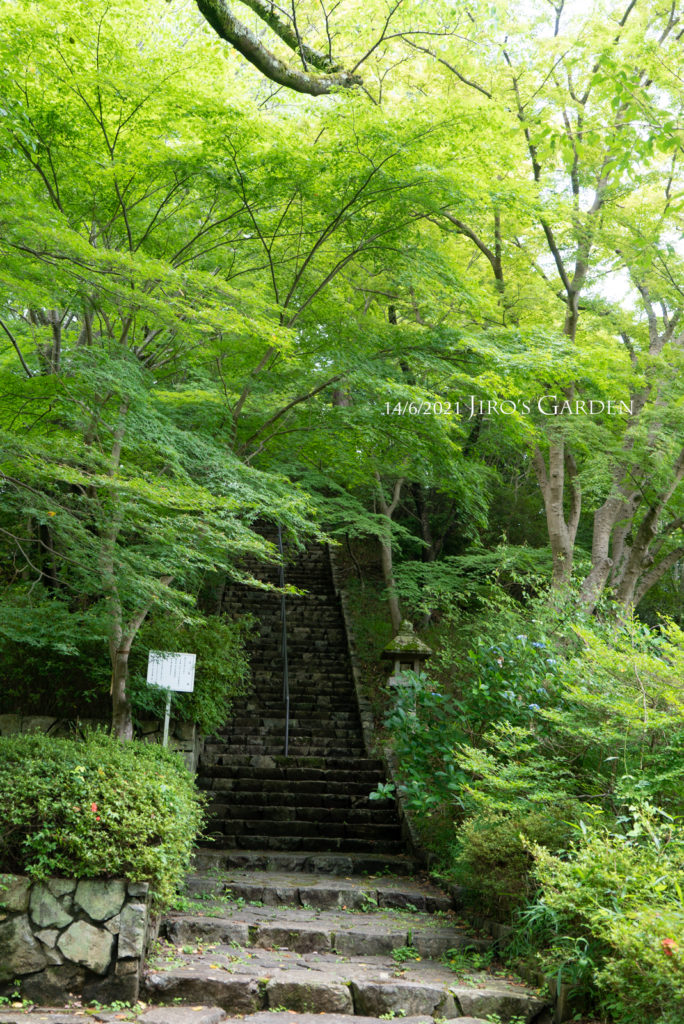 霊園への石の階段。緑が覆いかぶさるように上部を囲む。
