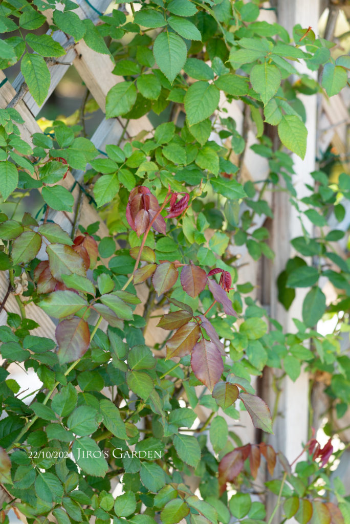 トレリスのピエール・ド・ロンサール、一面の緑に赤い新芽。