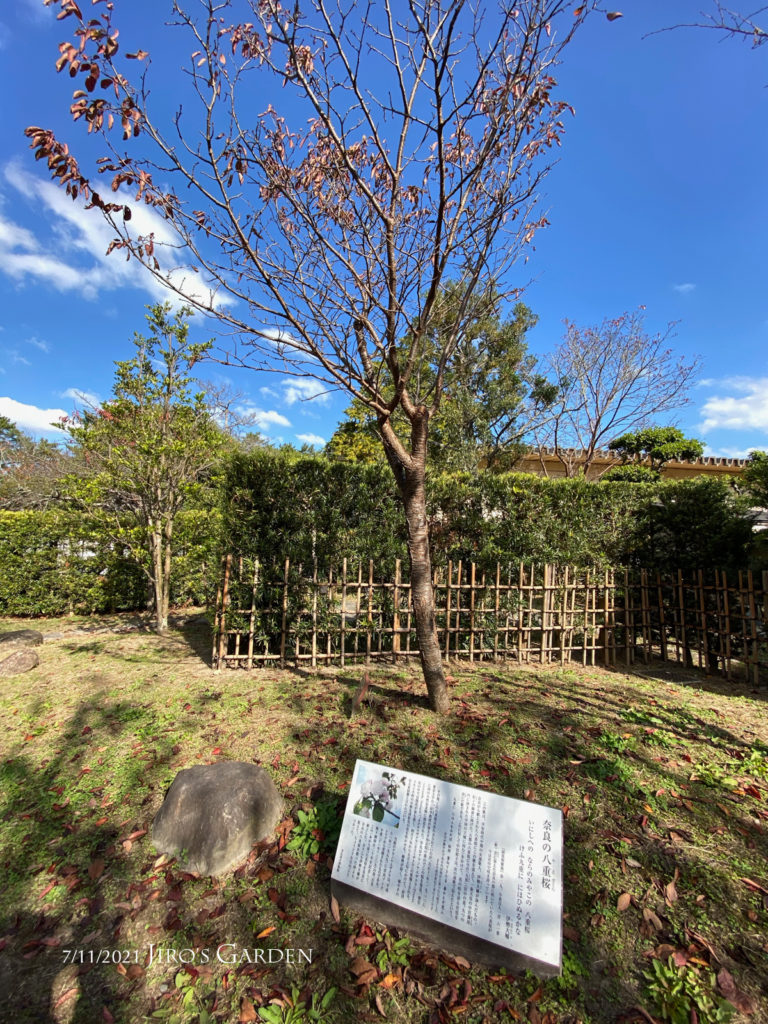 「奈良の八重桜」プレートとともに。真っ青な空。