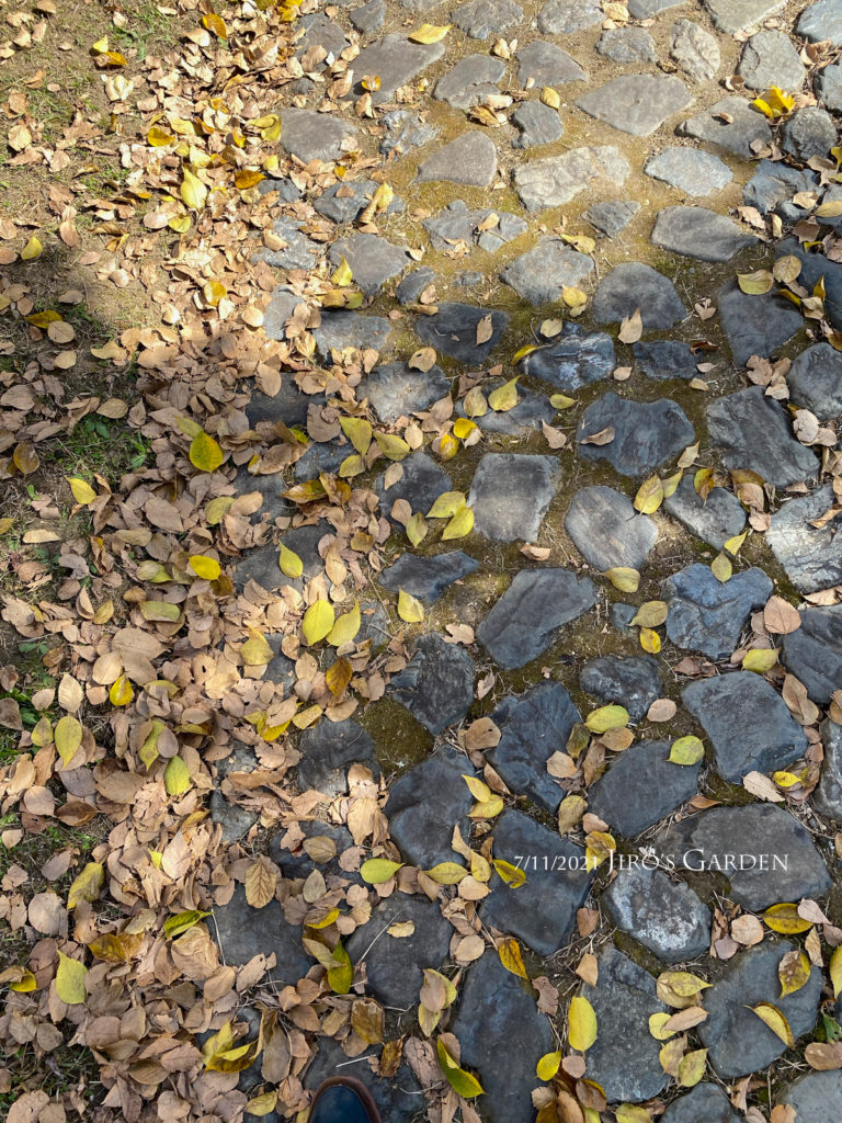 敷石の上に散らばる黄色い落ち葉。