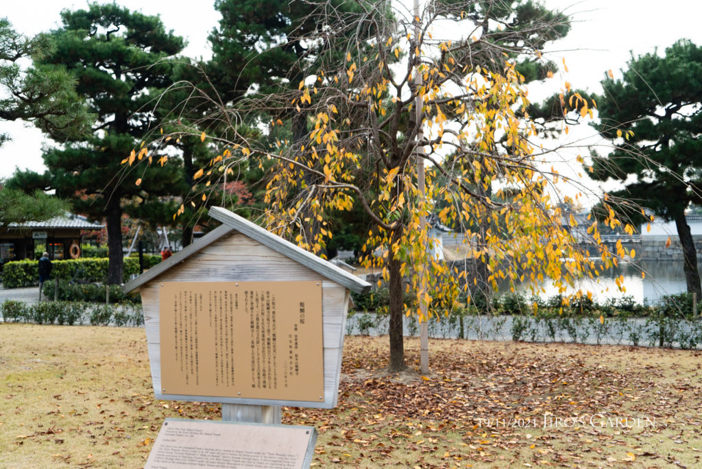 「醍醐の桜」黄色の葉っぱが半分くらい残った姿を立て札と共に。