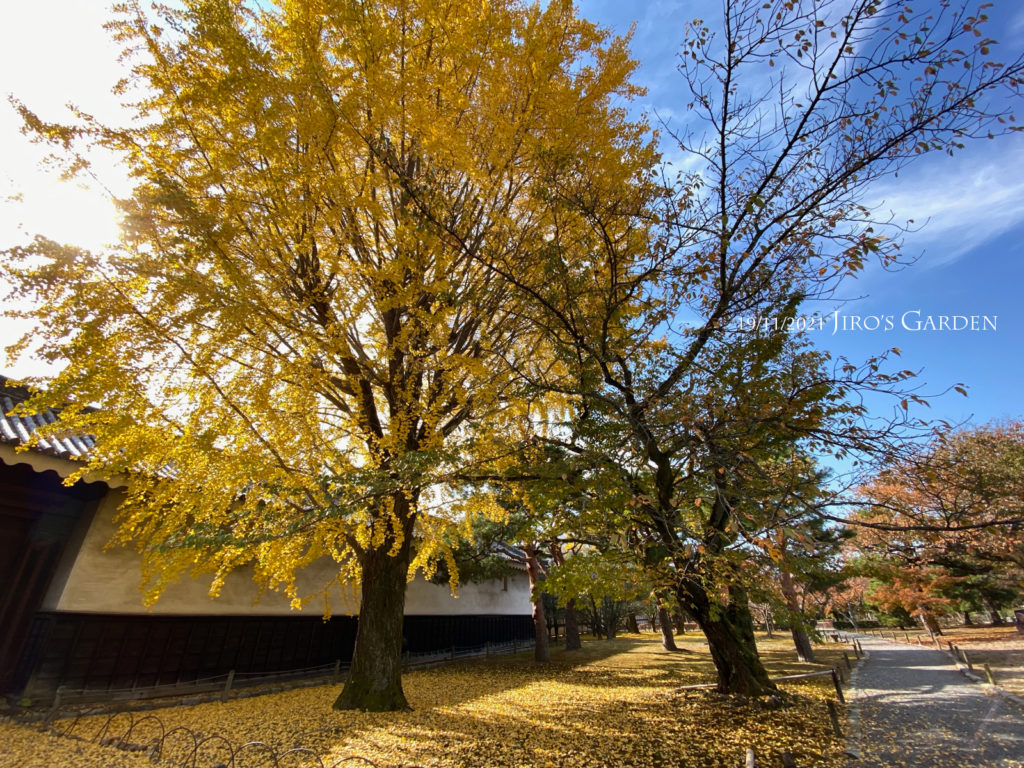 イコウの大木と桜並木。したには黄色の落ち葉がびっしり埋まる。