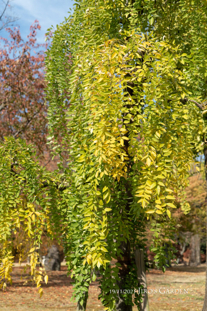 真下にカスケードする黄色い葉っぱの木。