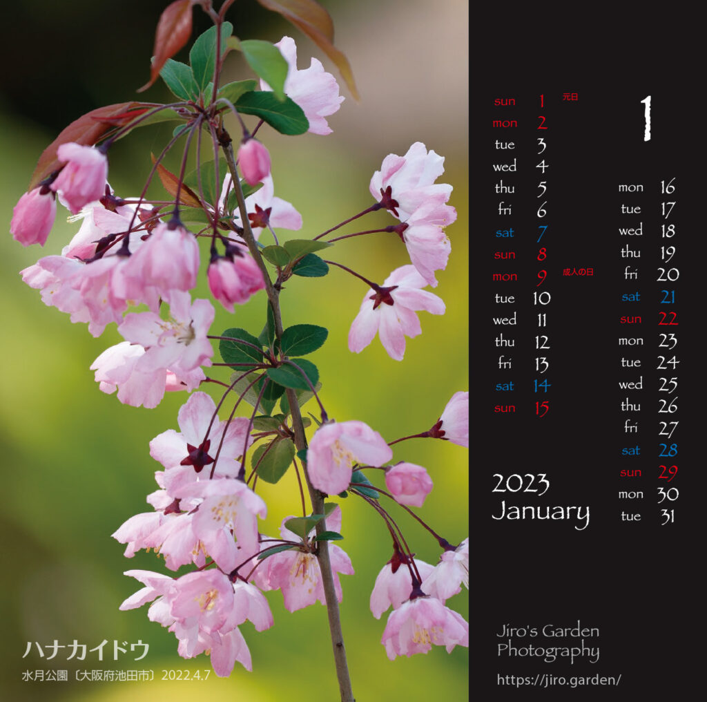 Flowers1月：ハナカイドウ水月公園〔大阪府池田市〕2022.4.7