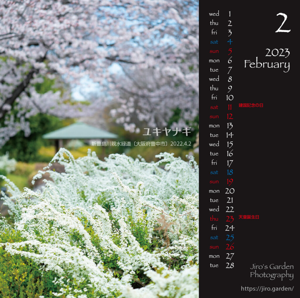Flowers2月：ユキヤナギ新豊島川親水緑道〔大阪府豊中市〕2022.4.2