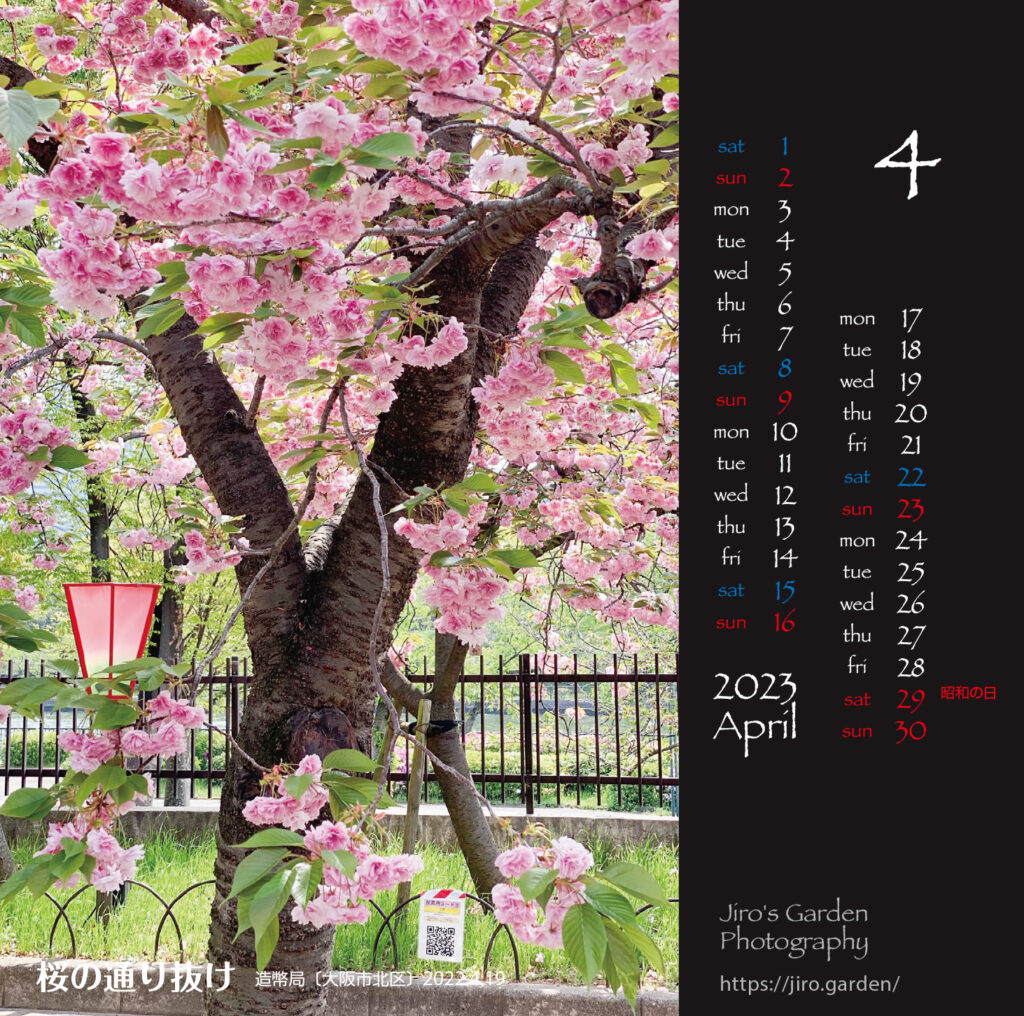 Flowers4月：桜の通り抜け造幣局〔大阪市北区〕2022.4.19