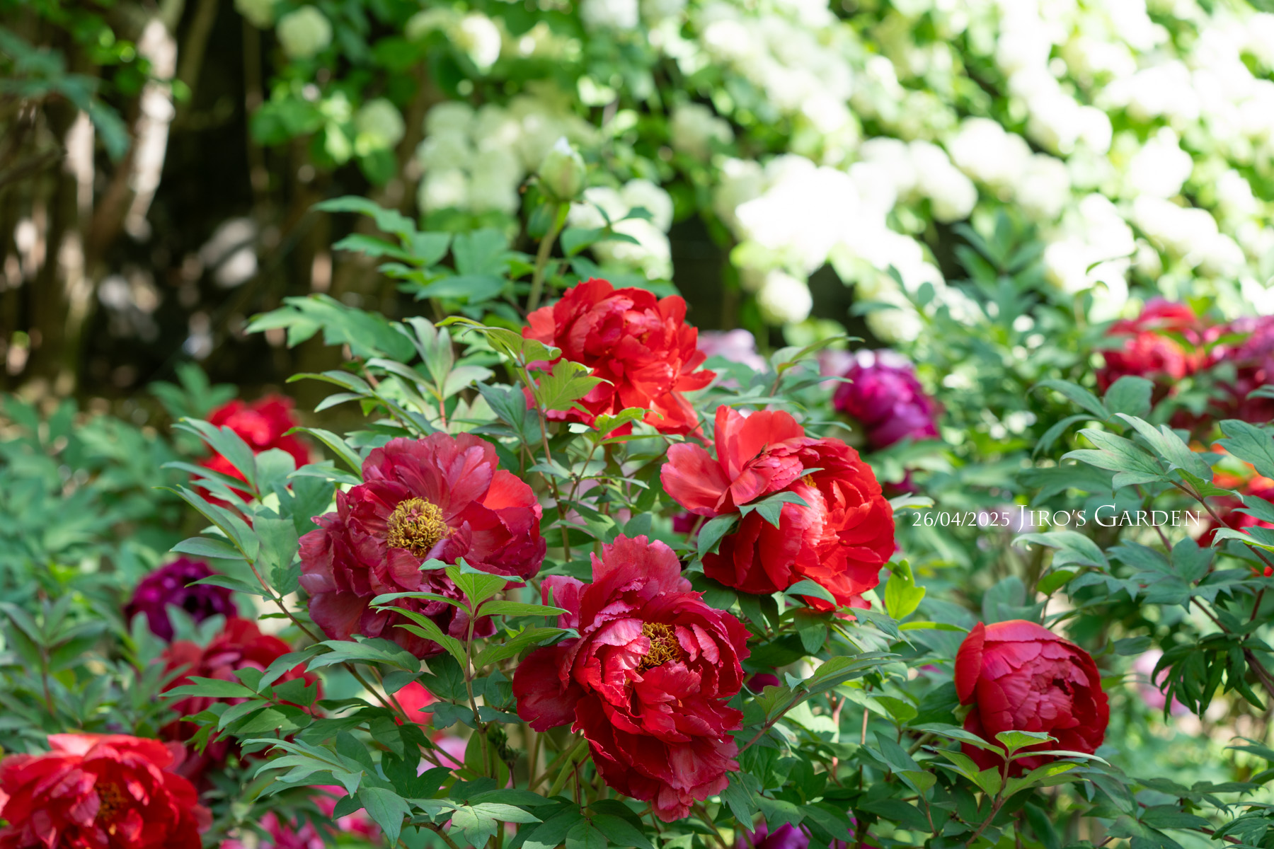 真っ赤な牡丹の花とオオデマリの背景