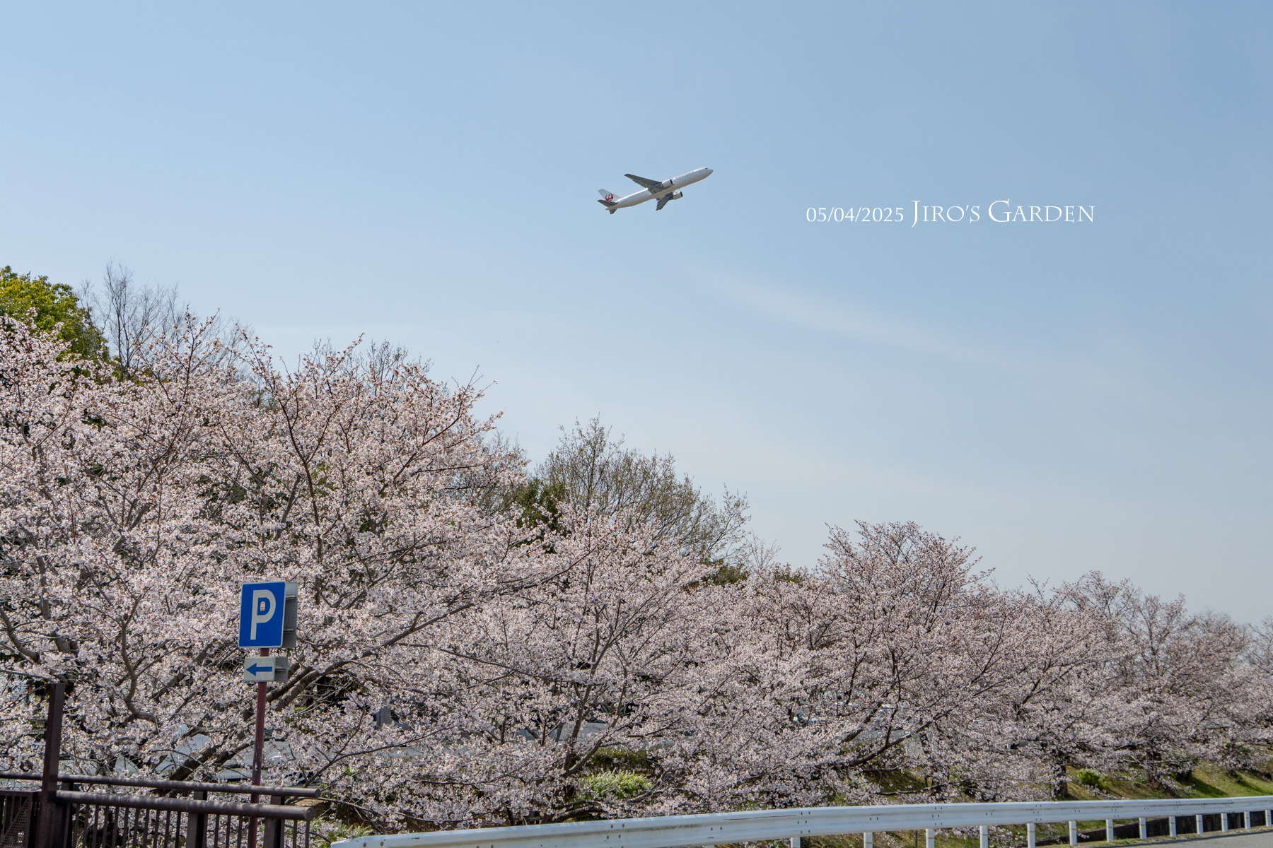 下河原の桜並木と飛行機